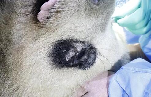 4月25日，应成都大熊猫繁育研究基地的邀请，成都华厦眼科医院业务院长、四川大学华西医院原眼科主任、博士生导师罗清礼教授，特地前往该基地为生病的大熊猫进行了会诊2.jpg